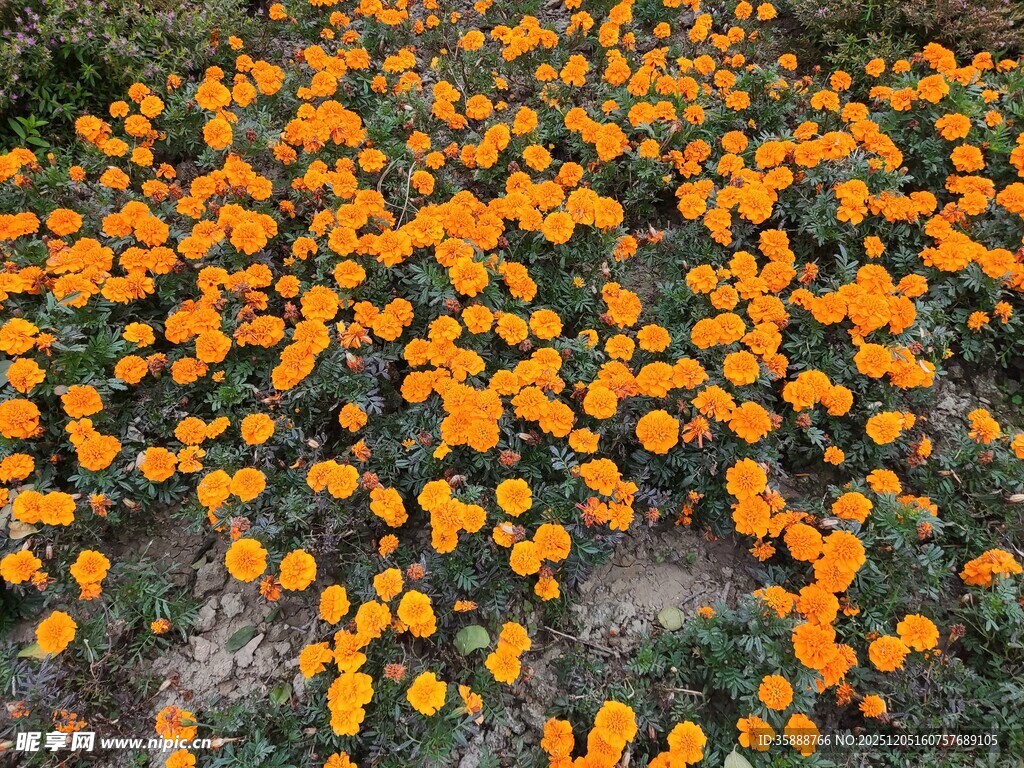 橙色花海绽放生机
