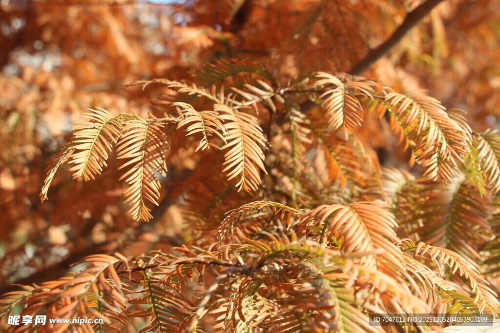 秋日水杉树叶