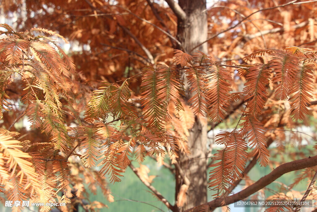 水杉秋色枝叶