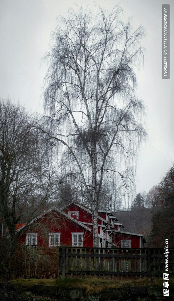 乡村冬日红屋旁的白桦树