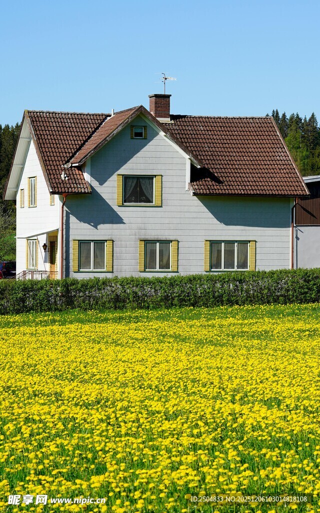 田园白屋旁的灿烂花田