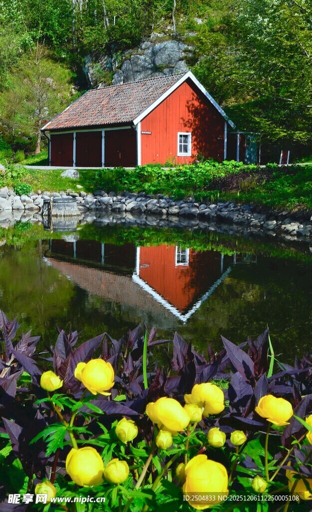 湖畔红屋旁的明艳黄花