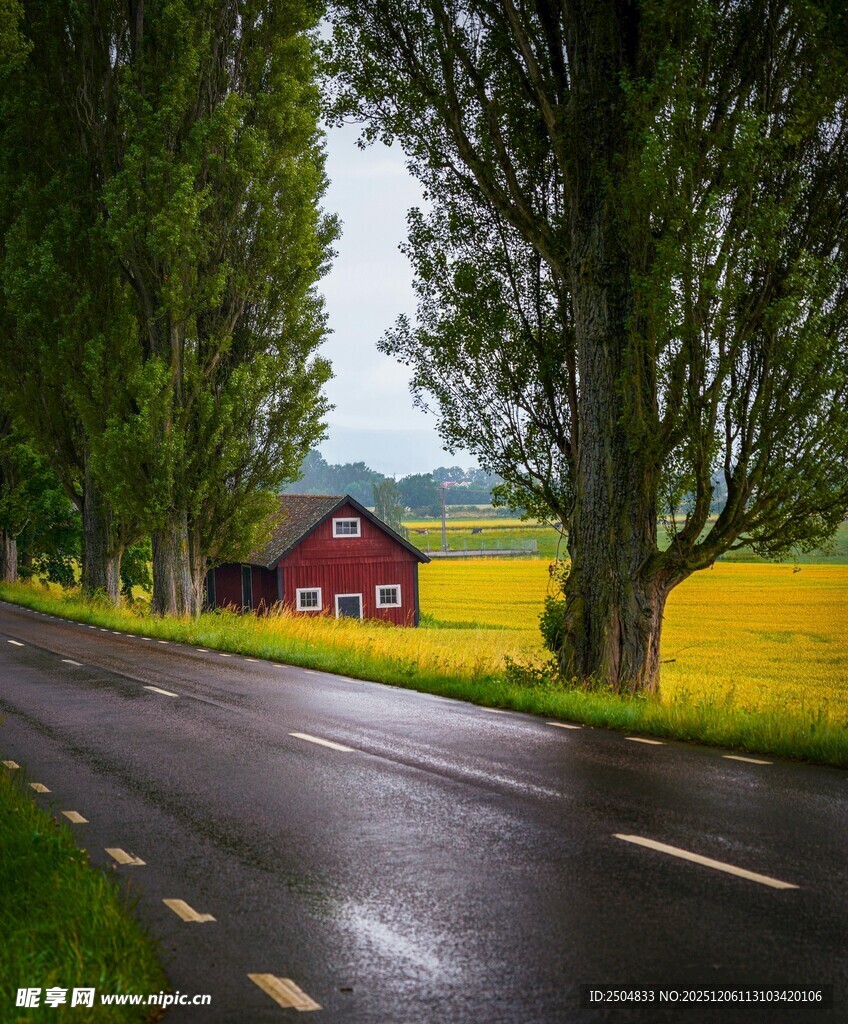 雨后乡村公路旁的田园风光