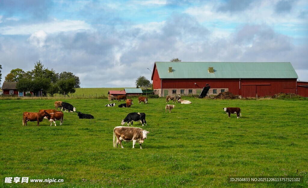 乡村牧场 牛群悠然景象