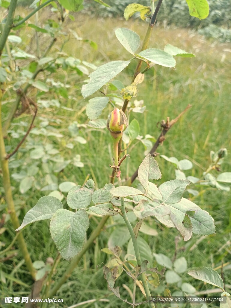 野外生长的绿色植物