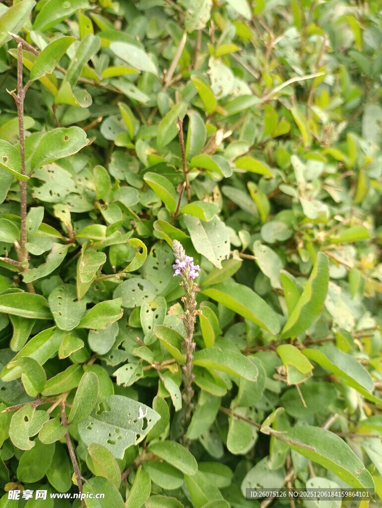 绿叶繁茂的植物景观