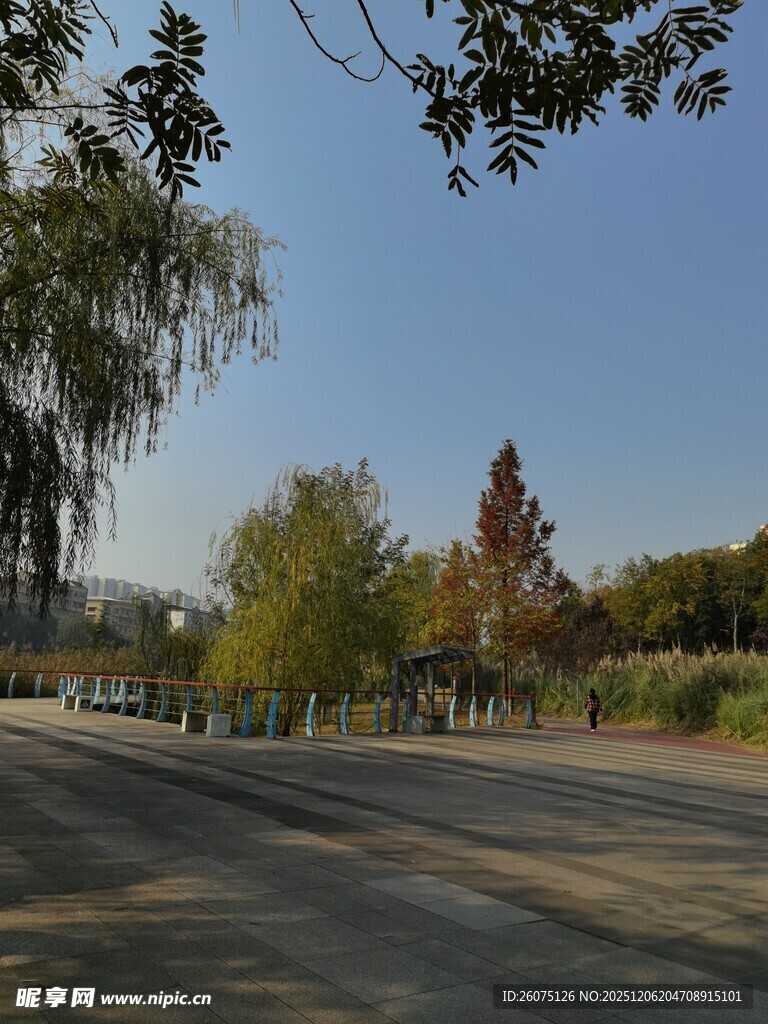 秋日林荫道美景