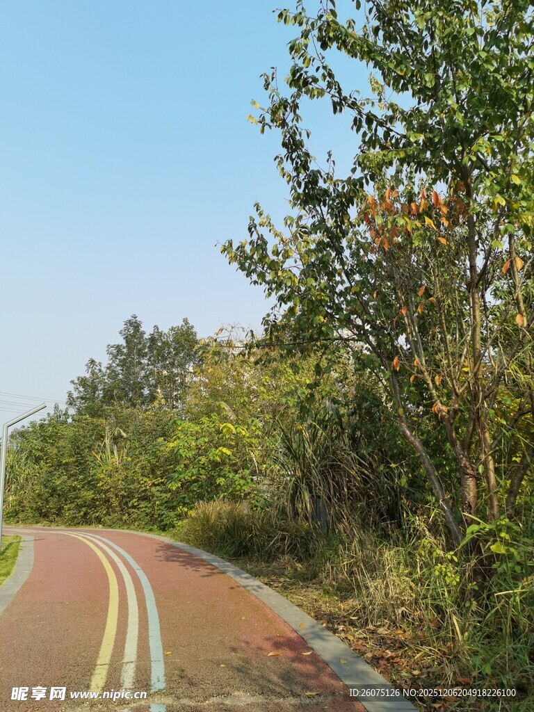 林间蜿蜒的彩色骑行道路