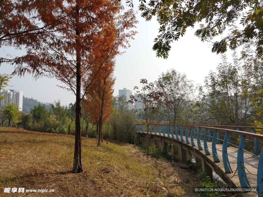 秋日林间的蓝色栈道