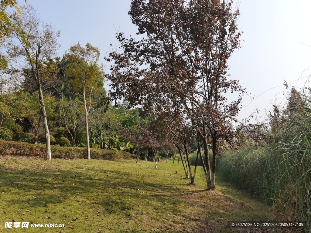 郊外绿意盎然的林地景观