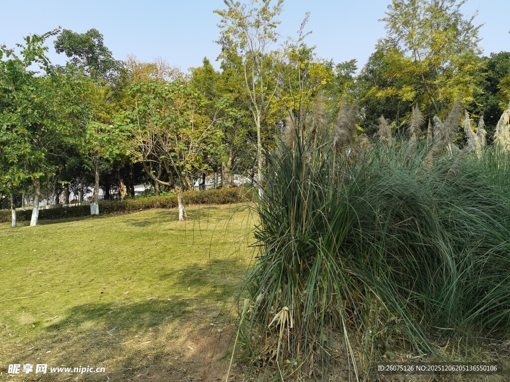 公园草地旁的茂密绿植