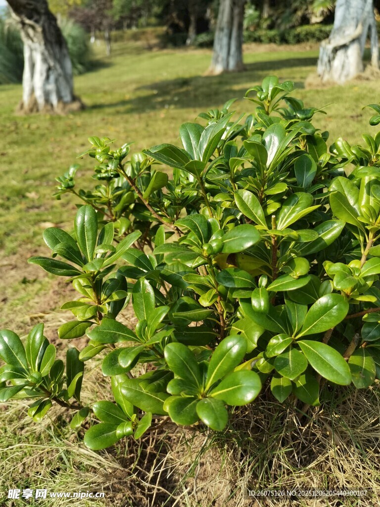 绿叶繁茂的户外植物景观
