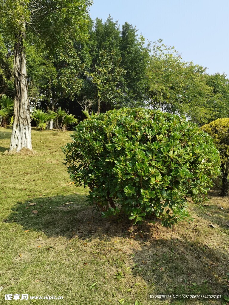 绿意盎然的园林灌木景观