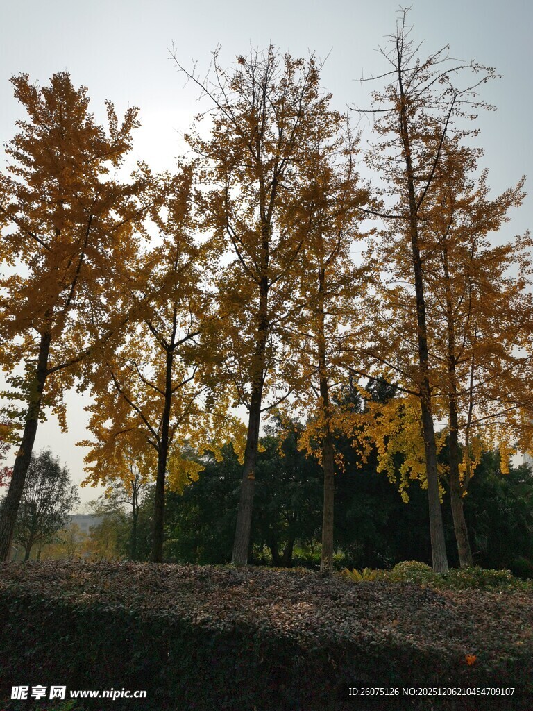 秋日金黄银杏树林美景