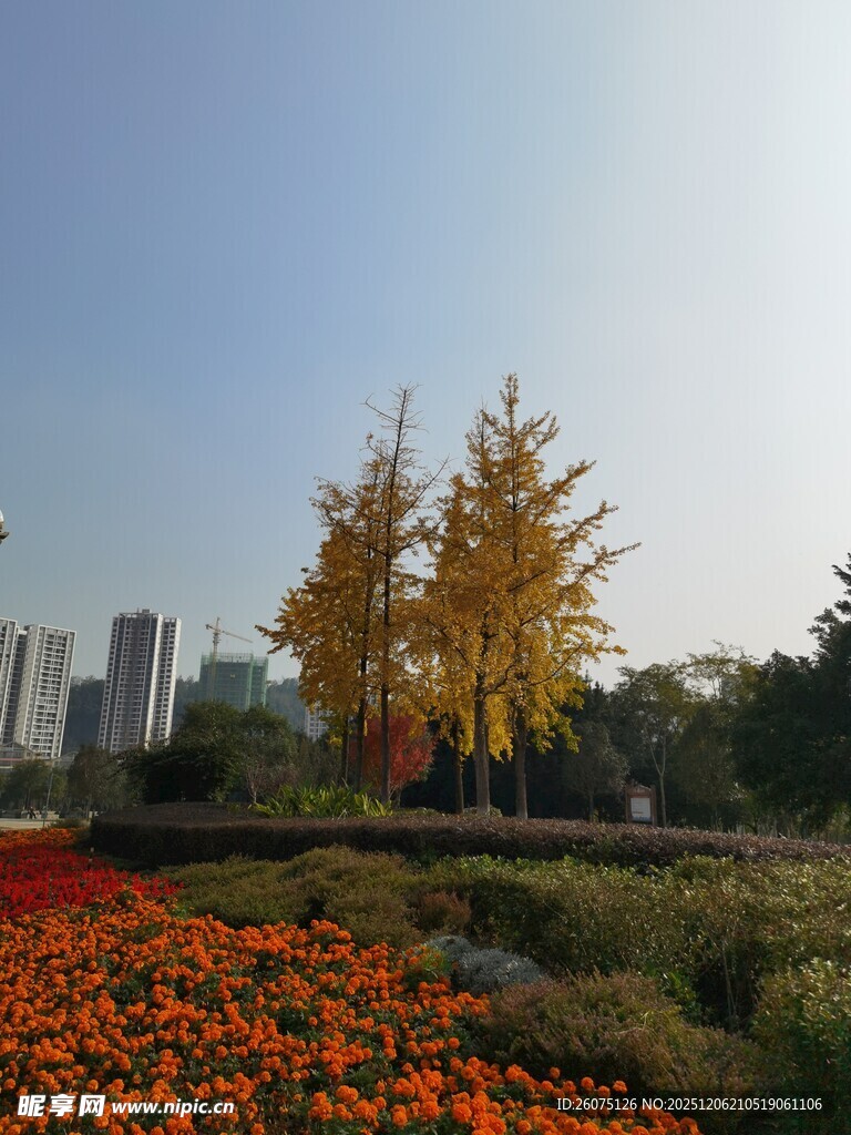 秋日花海旁的金黄树木