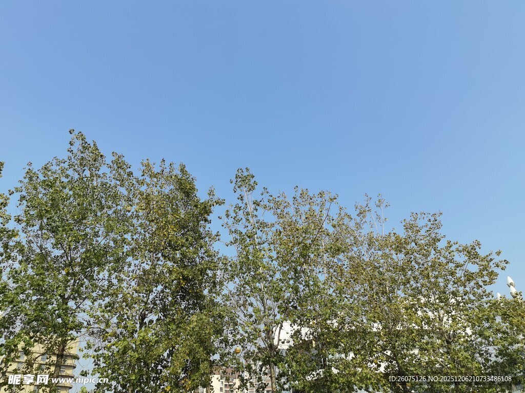 蓝天绿树风景图