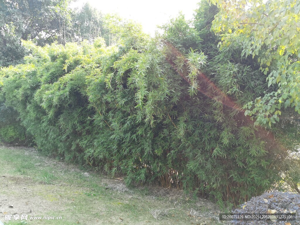 翠绿繁茂的户外绿植景观