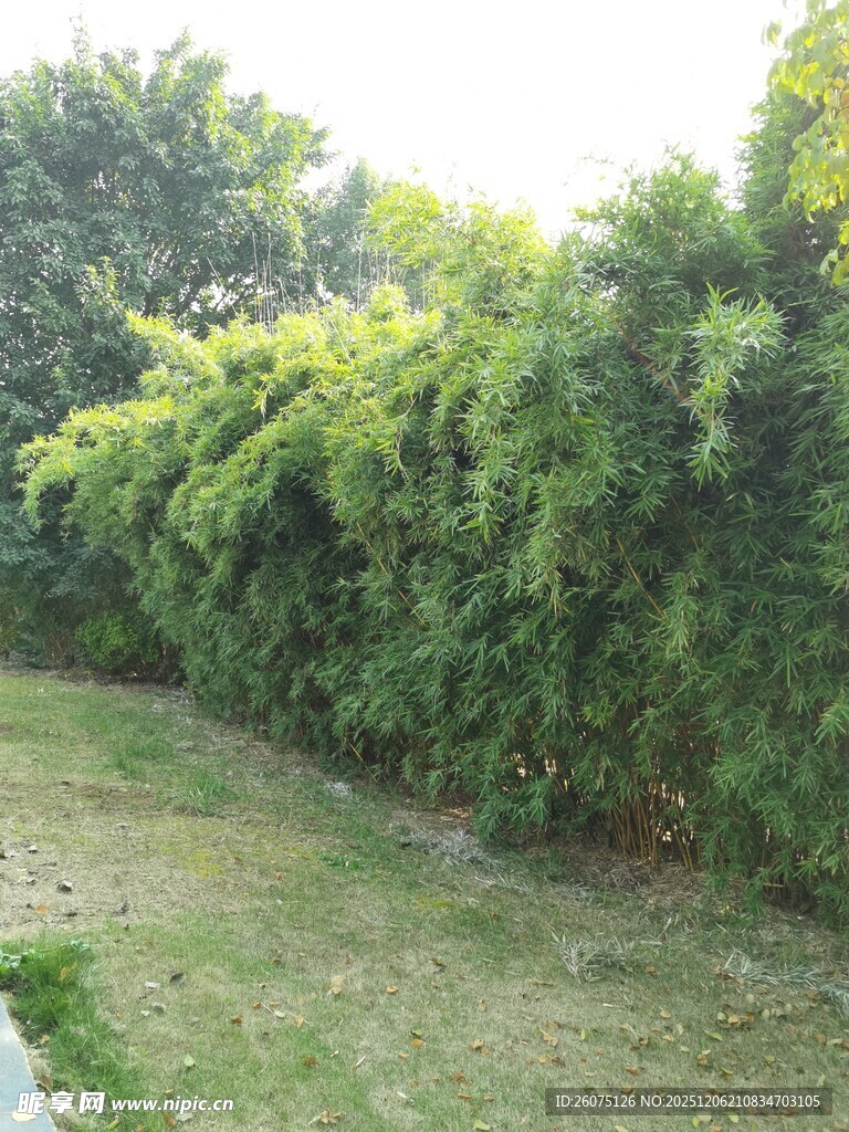 绿意盎然的灌木丛景观