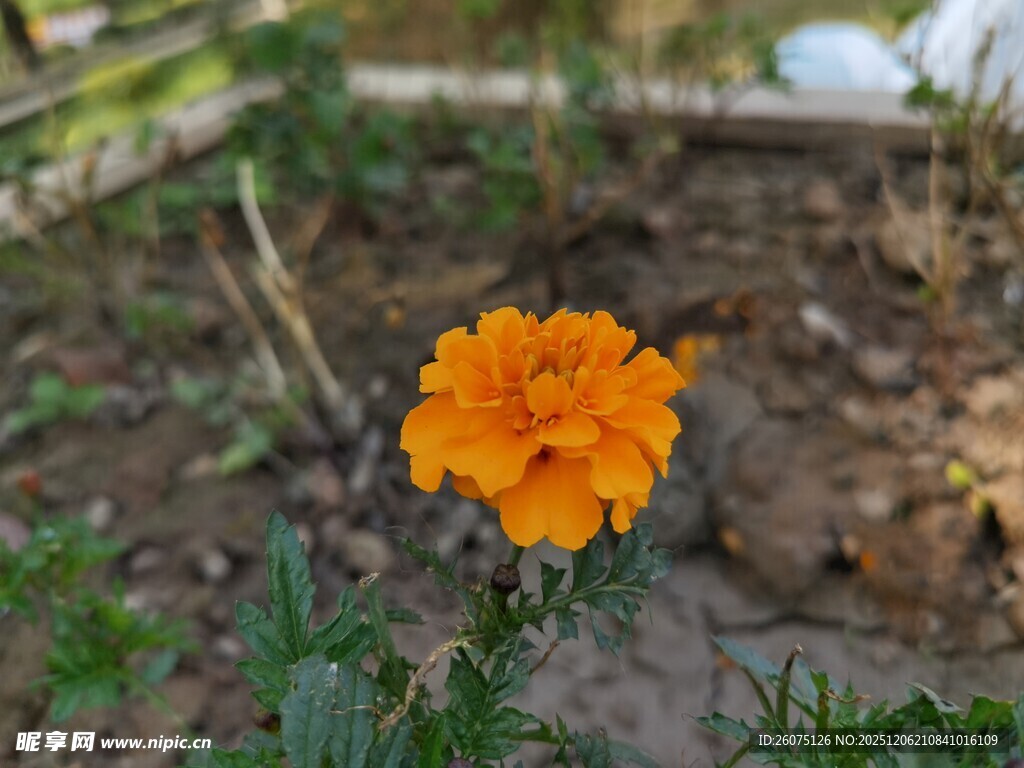 一朵明艳的橙色小花