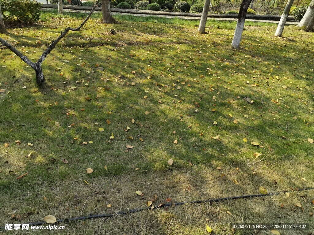 秋日公园草地景象