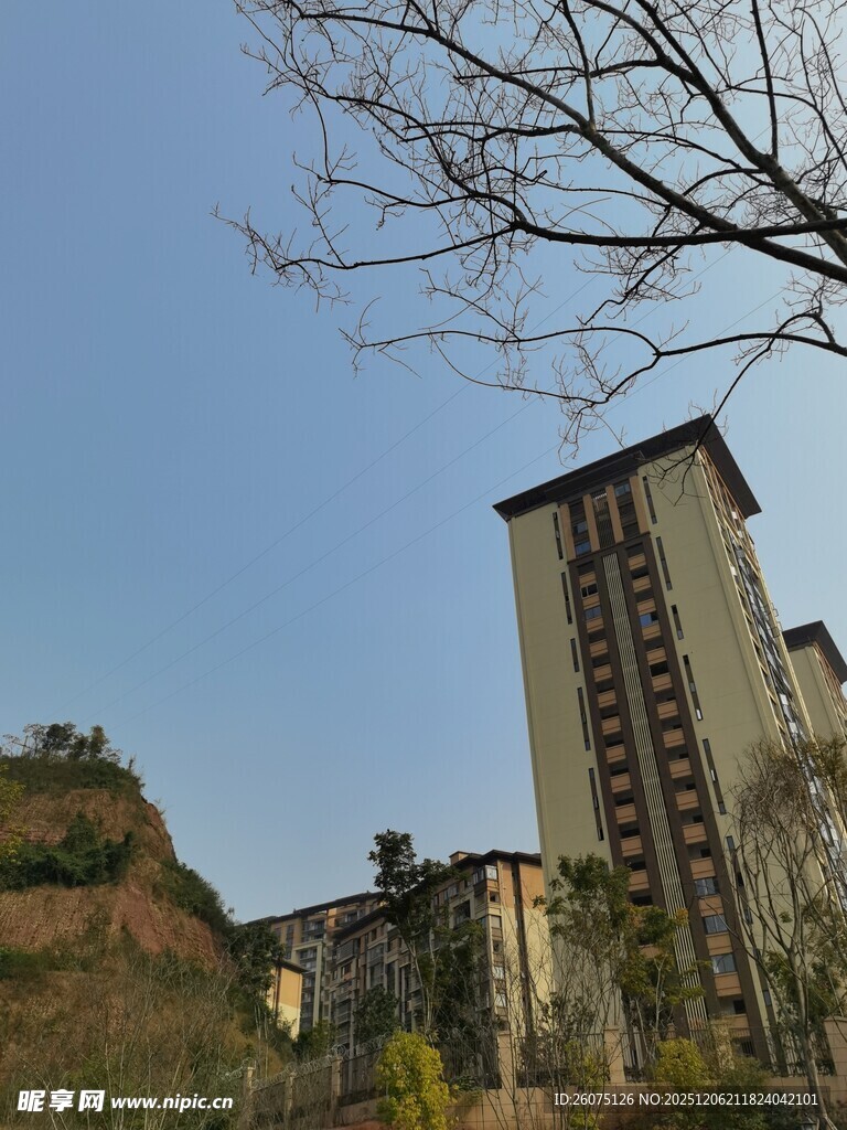 高楼旁的光秃树枝景观