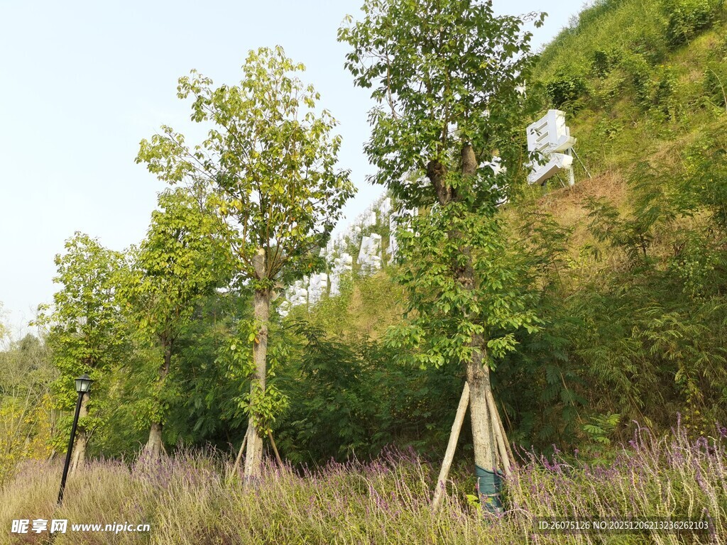 野外绿树与茂盛草木景观