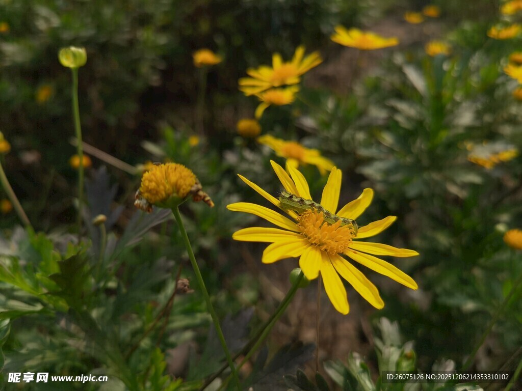 黄色小花绽放于草丛中