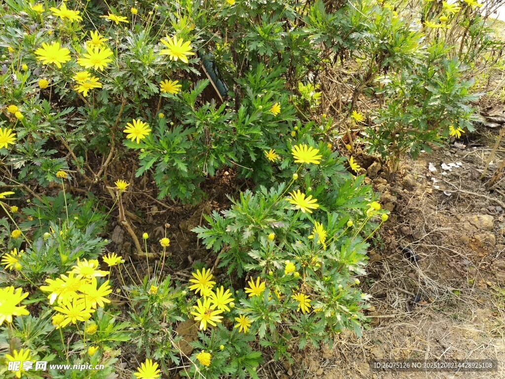 盛开的黄色小花植物