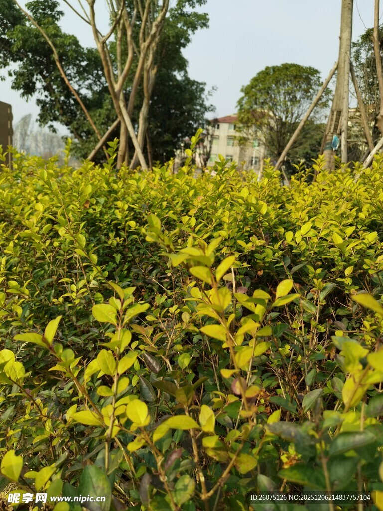 绿意盎然的灌木丛景观