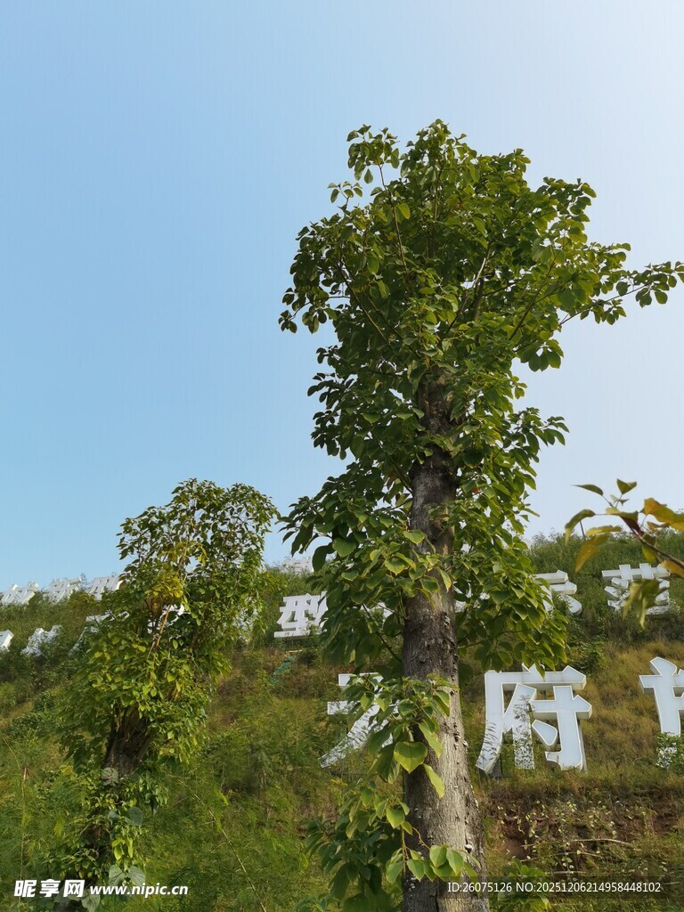蓝天绿树风景