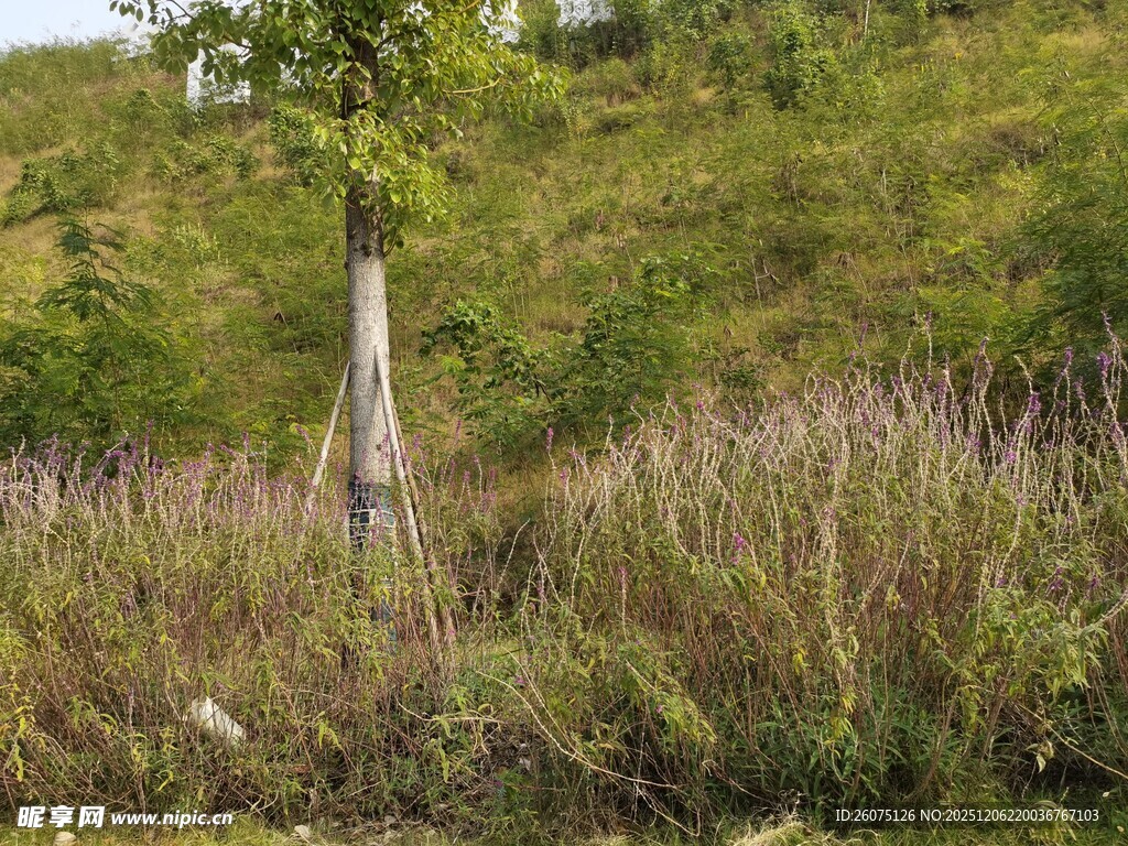野外草地中的一棵独立树木