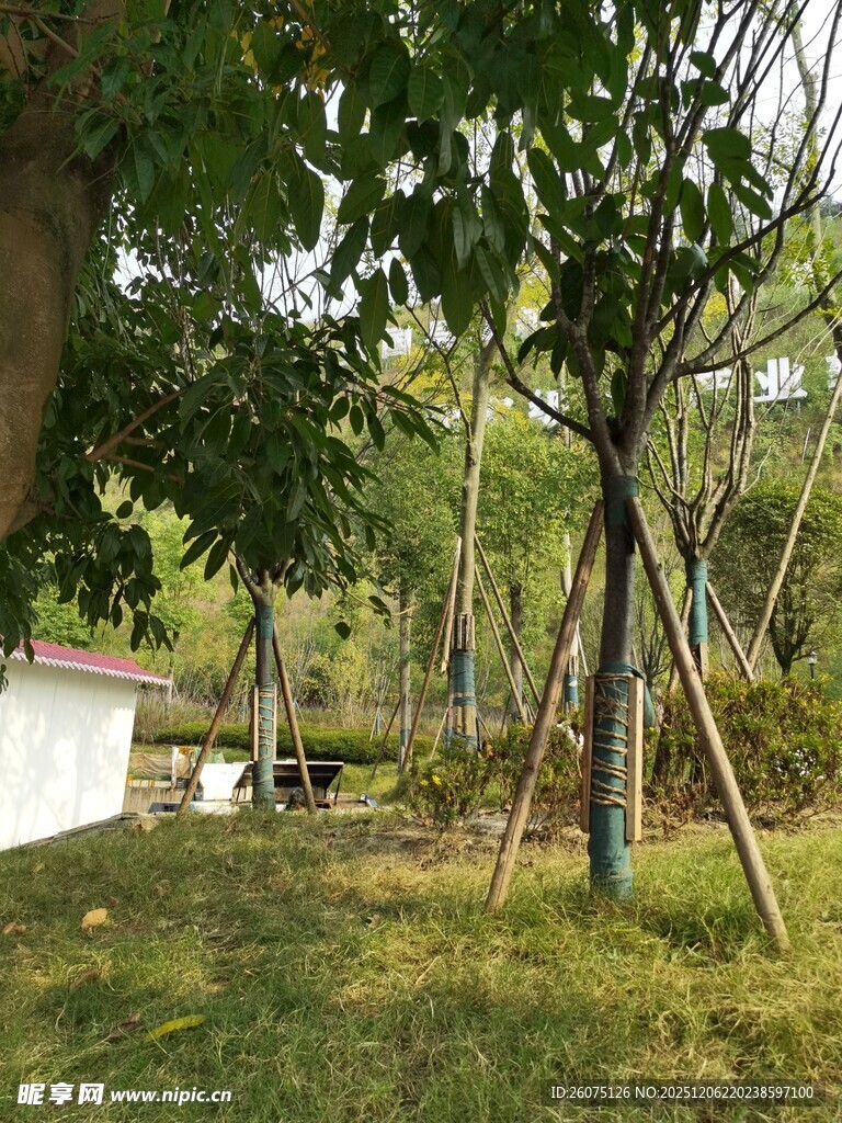 林间小屋旁的树木景观