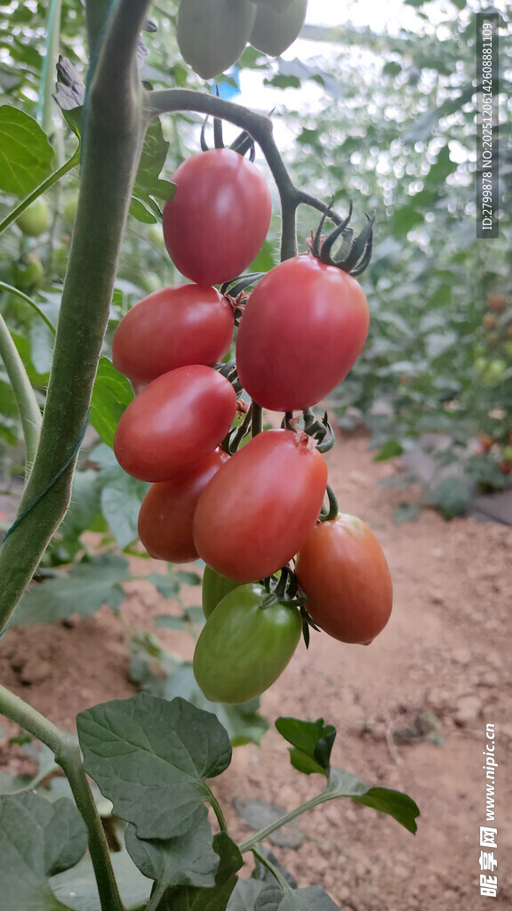 枝头饱满的成熟小番茄
