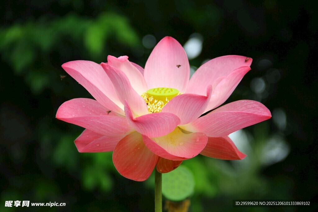 娇艳盛开的粉色荷花