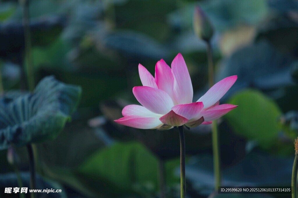 绽放的粉色荷花