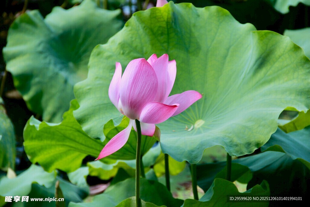 绽放的粉色荷花