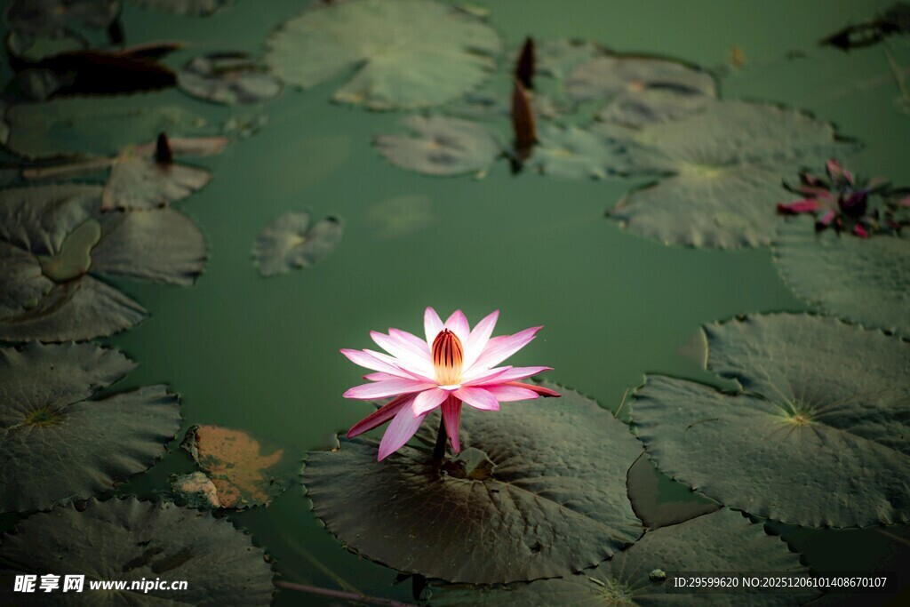 水中绽放的娇艳粉色睡莲