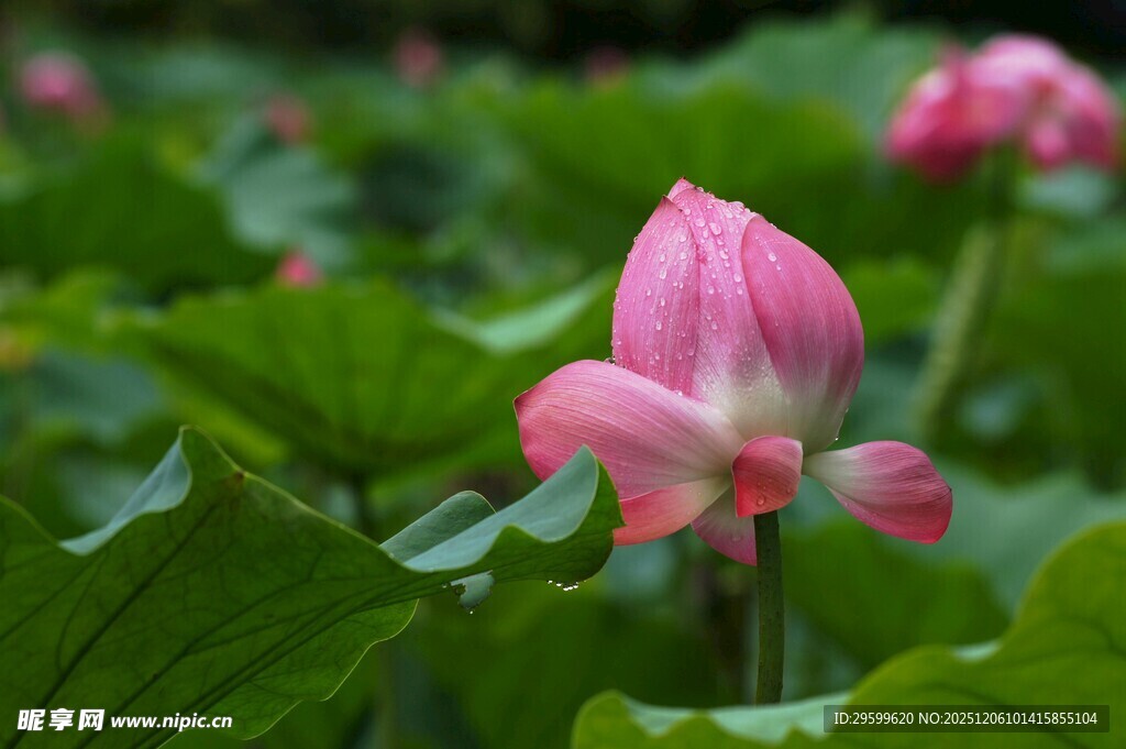 娇艳荷花绽放于绿叶间