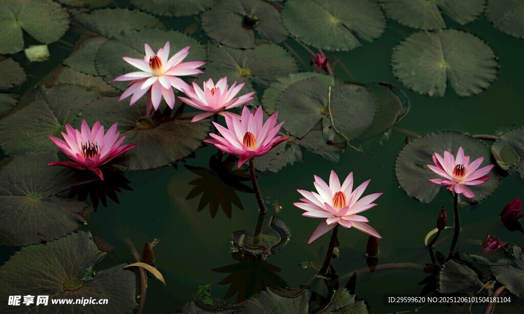水中绽放的娇艳粉色睡莲