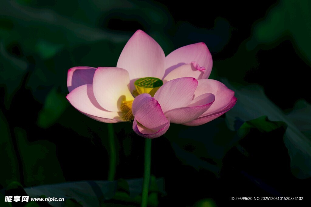 娇艳盛开的粉色荷花
