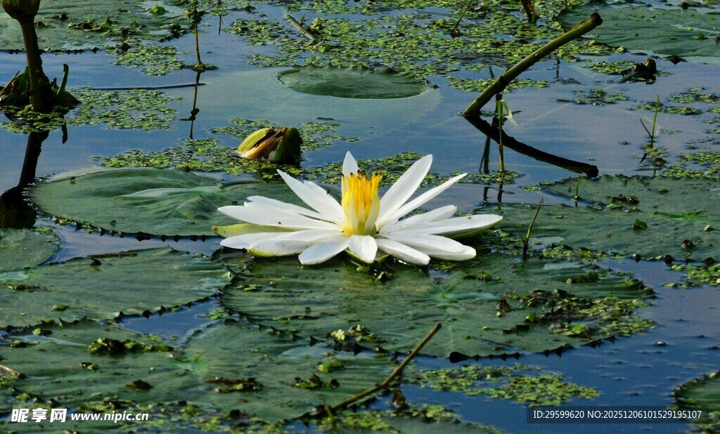 水中绽放的美丽白睡莲