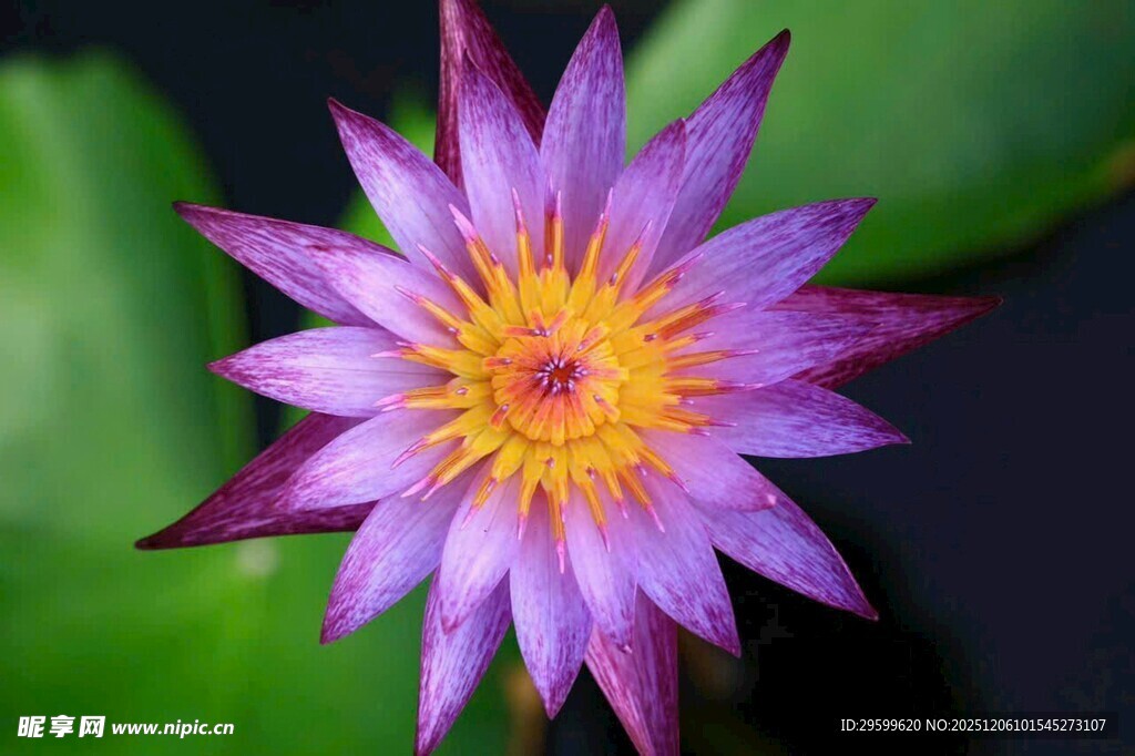 紫色睡莲特写
