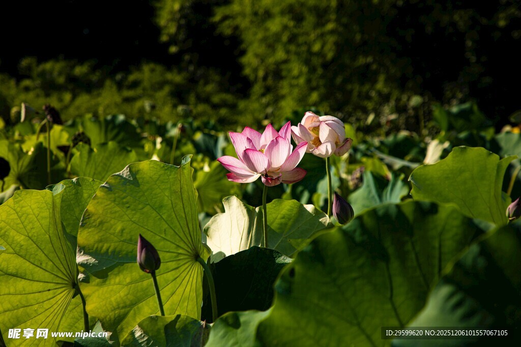 夏日荷塘中的娇艳荷花