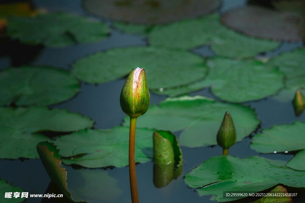 荷塘中的嫩绿荷苞