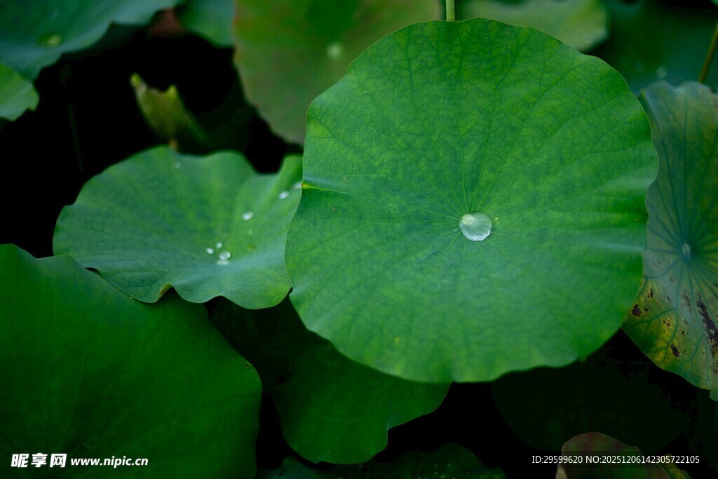 荷叶上的晶莹水珠