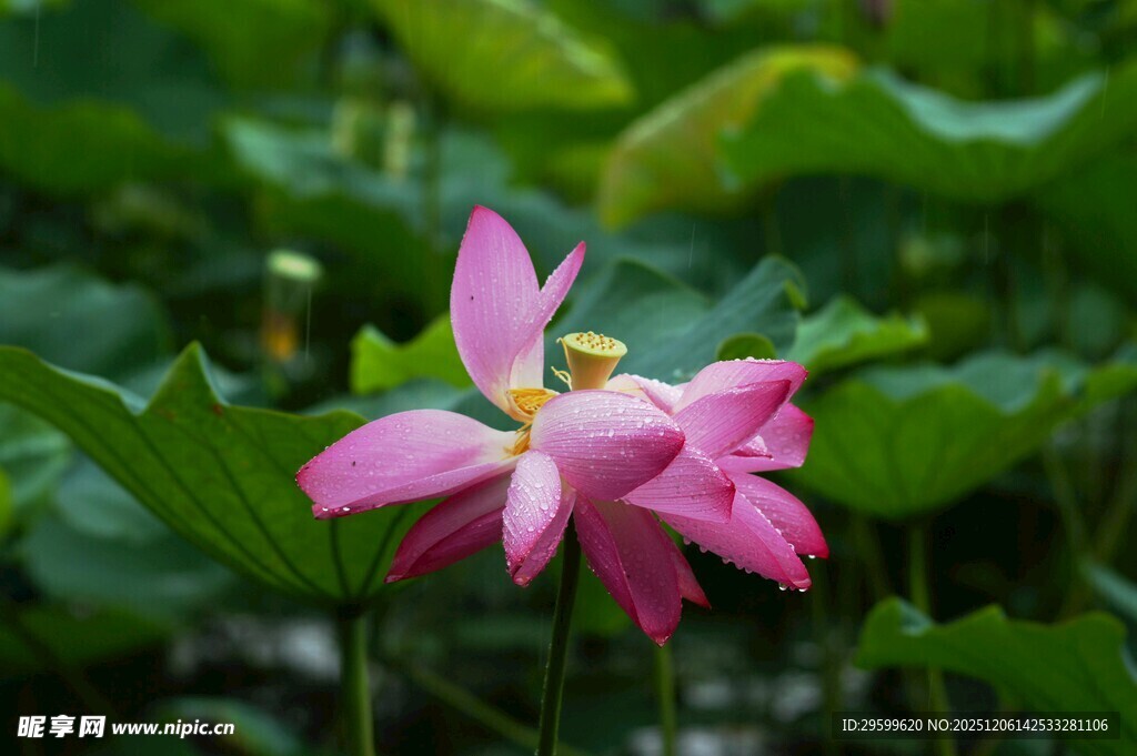 娇艳绽放的粉色荷花