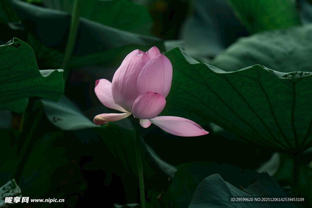 粉色荷花绽放于绿叶间