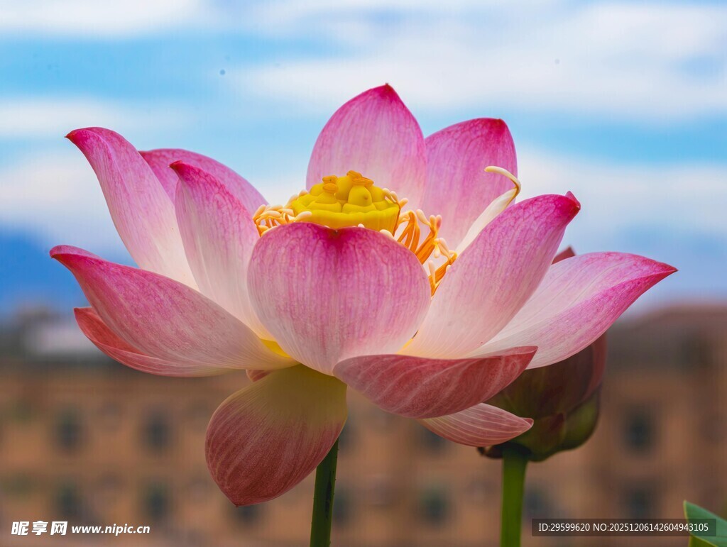 绽放的娇艳粉色荷花