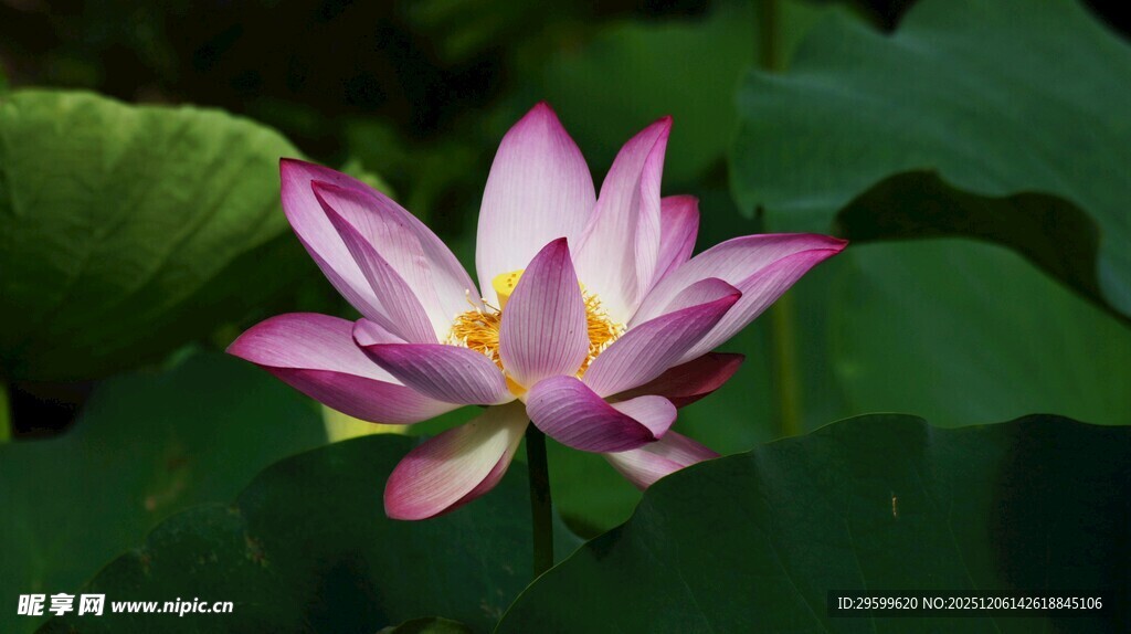 娇艳盛开的粉色荷花