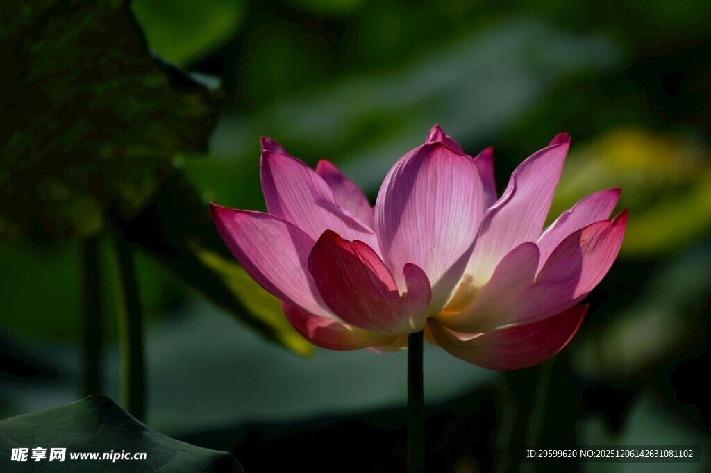 娇艳盛开的粉色荷花